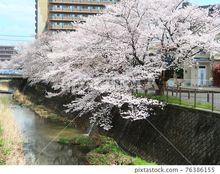 Inagi City Scenery with cherry blossoms 76386155