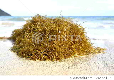 A group of sargassum drifting on the coast of Amami Oshima A group of sargassum drifting on the coast of Amami Oshima 76386192