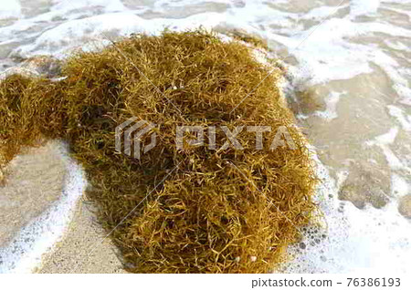 A group of sargassum drifting on the coast of Amami Oshima A group of sargassum drifting on the coast of Amami Oshima 76386193