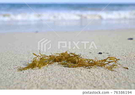 A group of sargassum drifting on the coast of Amami Oshima A group of sargassum drifting on the coast of Amami Oshima 76386194