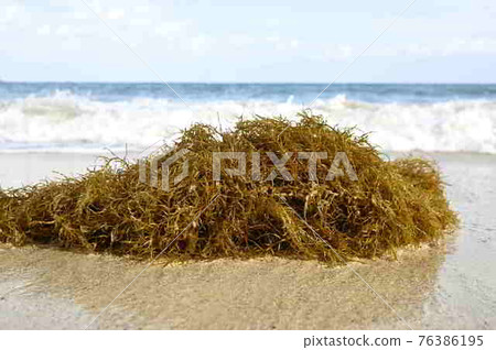 A group of sargassum drifting on the coast of Amami Oshima A group of sargassum drifting on the coast of Amami Oshima 76386195