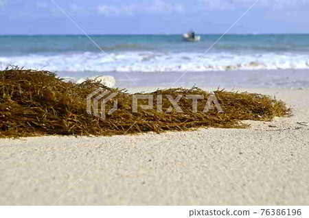 A group of sargassum drifting on the coast of Amami Oshima A group of sargassum drifting on the coast of Amami Oshima 76386196