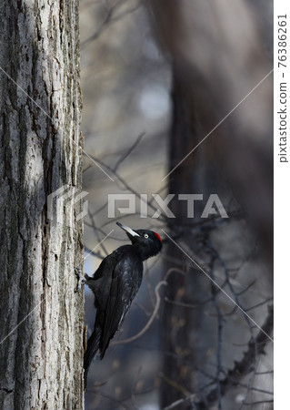 Black woodpecker bait hunt Black woodpecker bait hunt 76386261