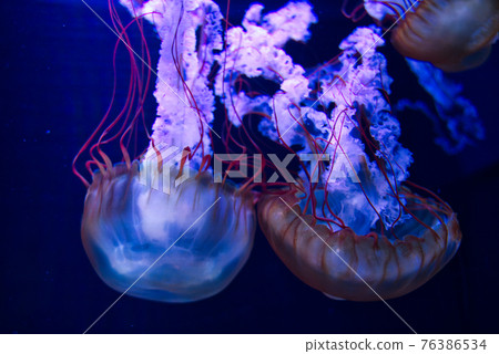 水母（墨田水族館） 76386534
