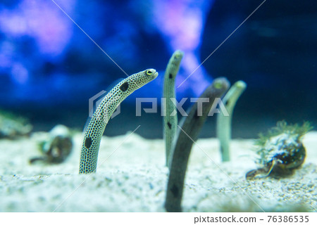 斑鰻(墨田水族館) 斑鰻(墨田水族館) 76386535