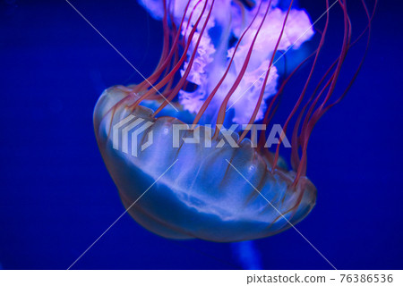 水母（墨田水族館） 76386536