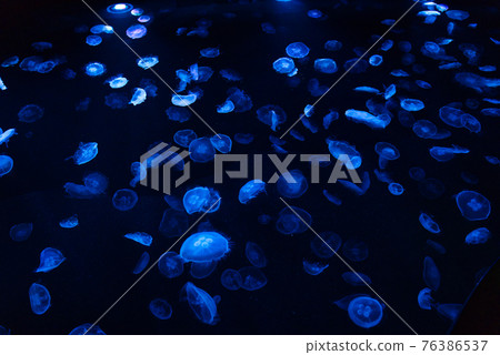 水母（墨田水族館） 76386537