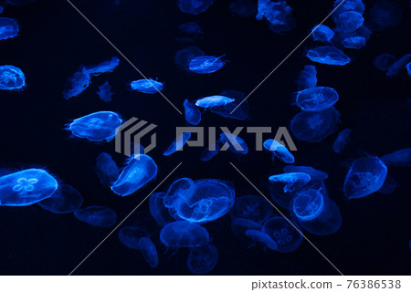 水母（墨田水族館） 76386538