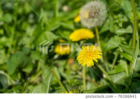 路邊盛開的蒲公英花 路邊盛開的蒲公英花 76386641