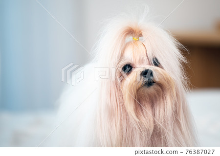 Close up cute young white maltese dog standing on bed in bedroom with copy space 76387027