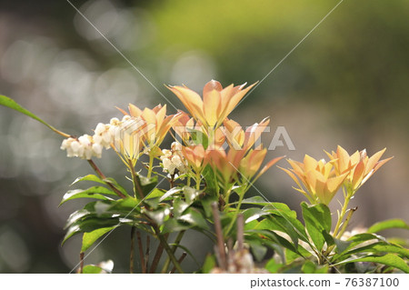 White Japanese andromeda flowers and orange sprouts White Japanese andromeda flowers and orange sprouts 76387100