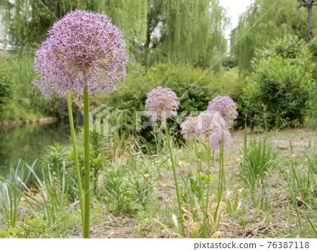 allium gigantium allium gigantium 76387118