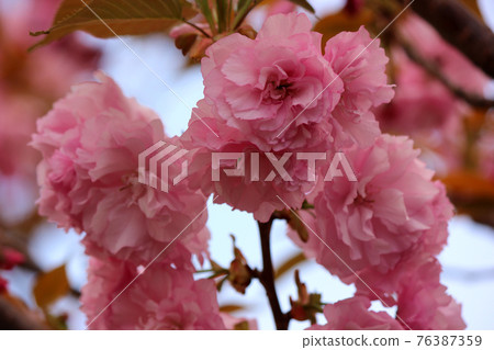 Dark pink double cherry blossoms blooming along the Myoshoji River (1) Dark pink double cherry blossoms blooming along the Myoshoji River (1) 76387359