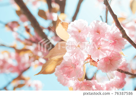 櫻花(Sekiyama) 櫻花(Sekiyama) 76387586