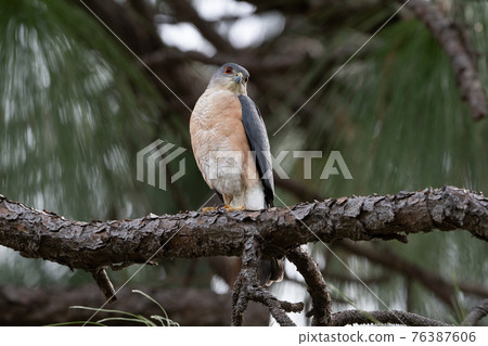 犯罪 犯罪 76387606