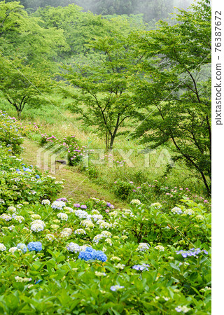 (Saitama / Minoyama Park) Rainy season walking path 76387672