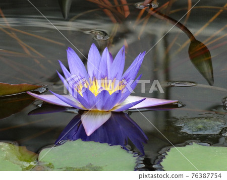 睡蓮 76387754