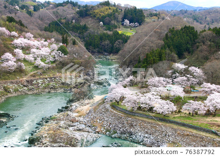 Chigobutai Sakura (Nihonmatsu City, Fukushima Prefecture) Chigobutai Sakura (Nihonmatsu City, Fukushima Prefecture) 76387792
