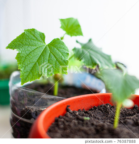 Seedlings of cucumbers in pots near the window, a green leaf close-up 76387888