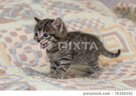 Little tabby kitten at home on a plaid. Little tabby kitten at home on a plaid. 76388392