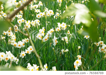 水仙 白花 春園 山景公園 三月 四月 花田 花壇 戶外 照片素材 圖片 7637 圖庫