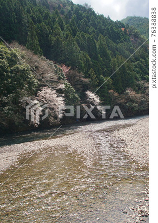 A view of the upper reaches of the Hidaka River in spring, along National Route 371, Ryujinmura, Tanabe City, Wakayama Prefecture 76388838