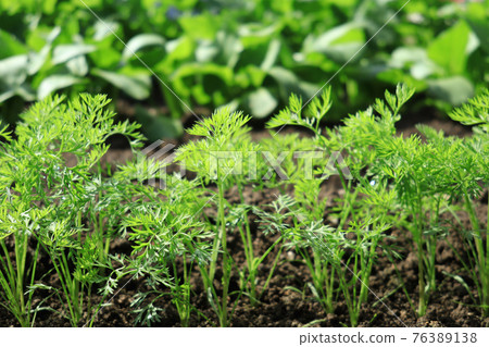 Carrot leaves planted in the field 1 Carrot leaves planted in the field 1 76389138