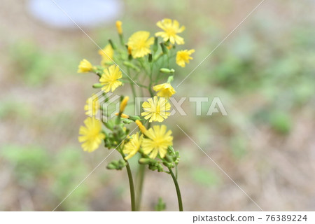 Onita Birako Onita Birako 76389224