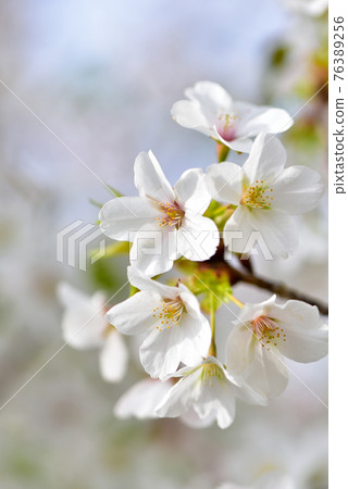 Cherry blossoms close-up Cherry blossoms close-up 76389256