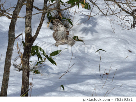 Ezo Owl Midday Hunting Ezo Owl Midday Hunting 76389381