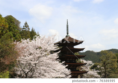 Yamaguchi Yamaguchi City Ruriko-ji Five-storied Pagoda Sakura Spring Yamaguchi Yamaguchi City Ruriko-ji Five-storied Pagoda Sakura Spring 76389395