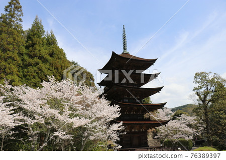 山口 山口市琉璃子寺 五層寶塔 櫻花泉 山口 山口市琉璃子寺 五層寶塔 櫻花泉 76389397