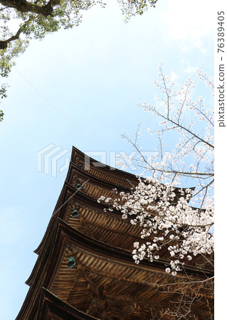Yamaguchi Yamaguchi City Ruriko-ji Five-storied Pagoda Sakura Spring 76389405