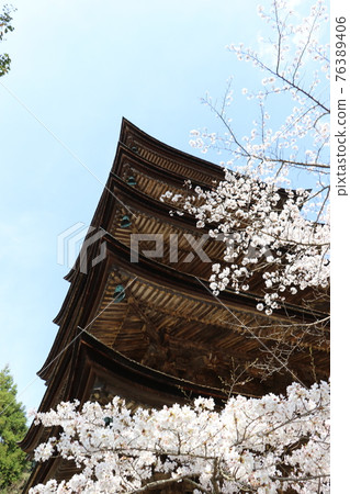 Yamaguchi Yamaguchi City Ruriko-ji Five-storied Pagoda Sakura Spring Yamaguchi Yamaguchi City Ruriko-ji Five-storied Pagoda Sakura Spring 76389406