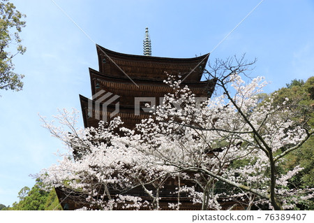 Yamaguchi Yamaguchi City Ruriko-ji Five-storied Pagoda Sakura Spring 76389407