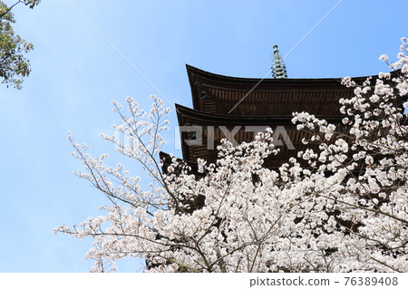 山口 山口市琉璃子寺 五層寶塔 櫻花泉 山口 山口市琉璃子寺 五層寶塔 櫻花泉 76389408