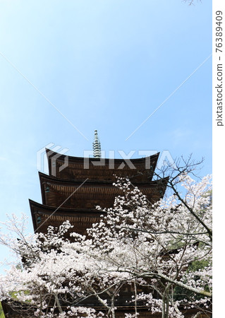 Yamaguchi Yamaguchi City Ruriko-ji Five-storied Pagoda Sakura Spring Yamaguchi Yamaguchi City Ruriko-ji Five-storied Pagoda Sakura Spring 76389409