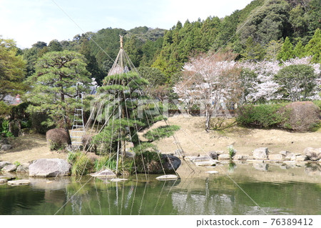 Yamaguchi Yamaguchi City Ruriko-ji Five-storied Pagoda Sakura Spring 76389412