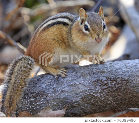 Chipmunk sitting on a tree trunk in the forest, Quebec, Canada Chipmunk sitting on a tree trunk in the forest, Quebec, Canada 76389496