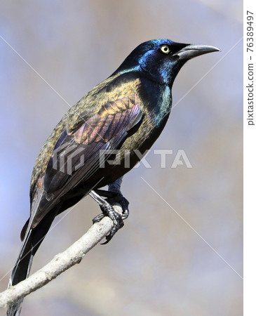 Common grackle sitting on a tree branch, Quebec, Canada 76389497