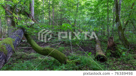 Old oak tree broken lying in spring forest Old oak tree broken lying in spring forest 76389498