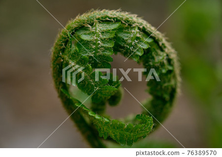 Fern frond closeup in springtime 76389570