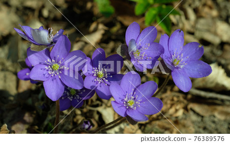 Round-lobed hepatica close-up 76389576