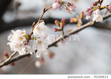 盛開的櫻花盛開 76389615