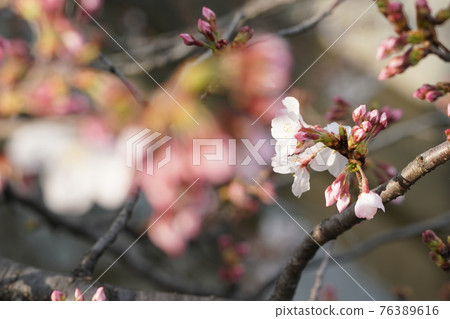 盛開的櫻花盛開 76389616