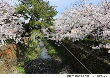 山口市山口縣佐倉市一坂川 山口市山口縣佐倉市一坂川 76389677