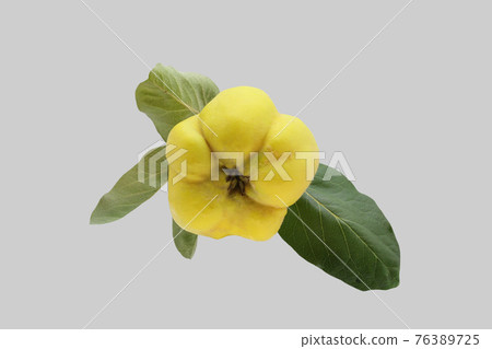 The ripe fruit of the quince tree. The ripe fruit of the quince tree. 76389725