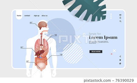 human body structure infographic poster with internal organs anatomy system portrait horizontal copy space human body structure infographic poster with internal organs anatomy system portrait horizontal copy space 76390029