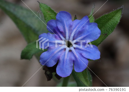 螢火蟲Kazura花 螢火蟲Kazura花 76390191