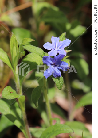 螢火蟲Kazura花 螢火蟲Kazura花 76390193